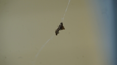 Philoponella congregabilis