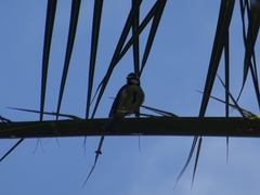 Cyanistes teneriffae