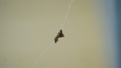 Philoponella congregabilis