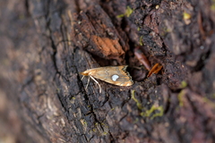 Glaucocharis leucoxantha