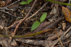 Chiloglottis cornuta