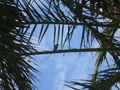Cyanistes teneriffae