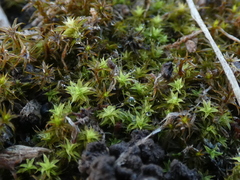 Pseudocrossidium crinitum