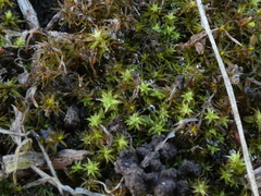 Pseudocrossidium crinitum