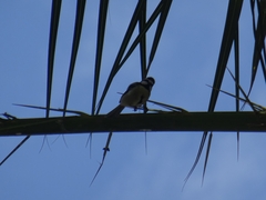 Cyanistes teneriffae