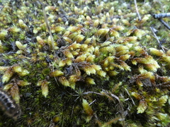 Hypnum cupressiforme