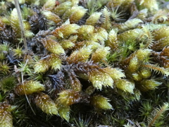 Hypnum cupressiforme