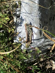 Stenobothrus lineatus