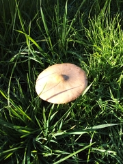 Volvopluteus gloiocephalus
