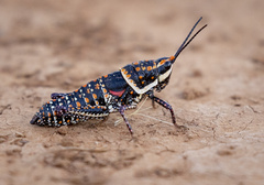 Monistria pustulifera