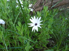Dimorphotheca ecklonis