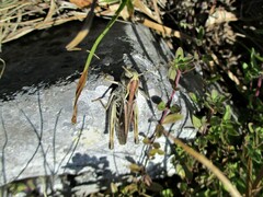 Stenobothrus lineatus