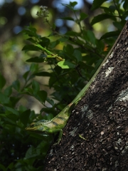 Calotes grandisquamis