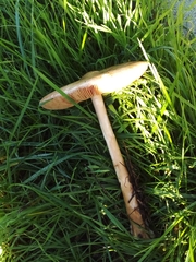 Volvopluteus gloiocephalus
