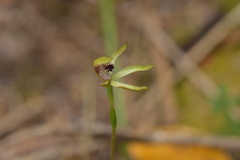 Caladenia atradenia