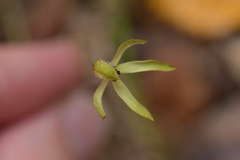 Caladenia atradenia