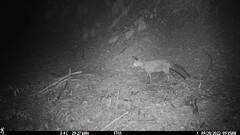 Vulpes vulpes crucigera