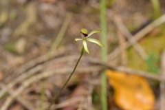 Caladenia atradenia