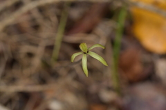 Caladenia atradenia