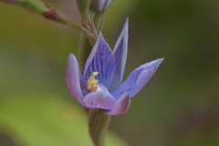 Thelymitra pulchella