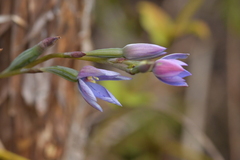 Thelymitra pulchella