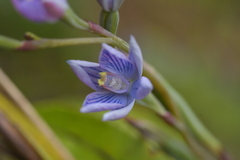 Thelymitra pulchella