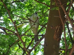 Passer hispaniolensis