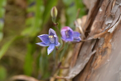 Thelymitra pulchella