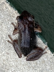 Eleutherodactylus johnstonei