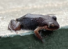 Eleutherodactylus johnstonei