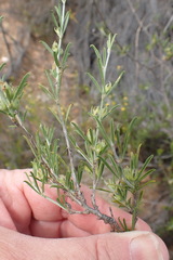 Psoralea candicans