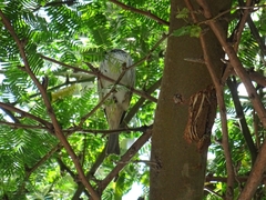 Passer hispaniolensis