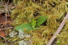 Chiloglottis cornuta