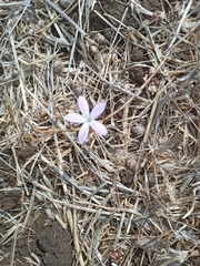 Dianthus strictus
