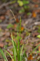 Carex uncinata