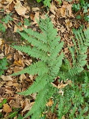 Dryopteris expansa