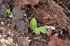 Chiloglottis cornuta