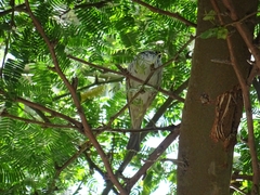 Passer hispaniolensis