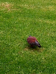 Columba guinea