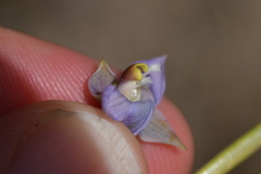 Thelymitra colensoi