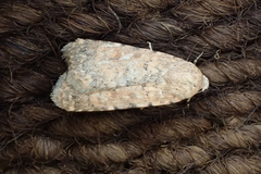 Caradrina flava