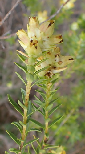 Image of Penaea cneorum by (c) Nicola van Berkel, some rights reserved (CC BY-SA)