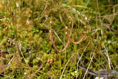 Drosera binata