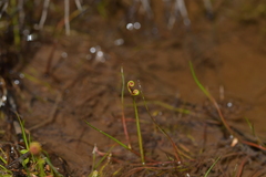 Drosera binata