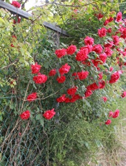 Rosa gallica