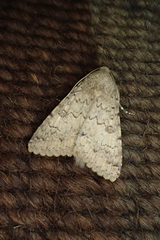 Pandesma robusta
