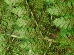 Dryopteris expansa
