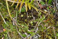 Corybas hatchii