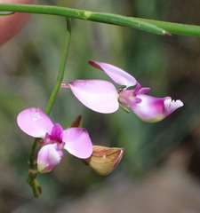 Polygala refracta