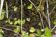 Corybas hatchii